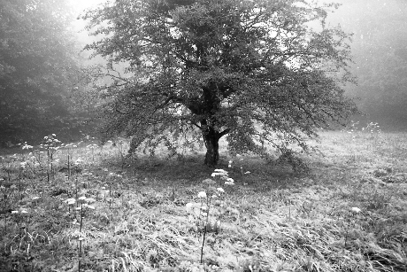 Hawthorn Tree,Crapstone,Dartmoor,gelatin silver print