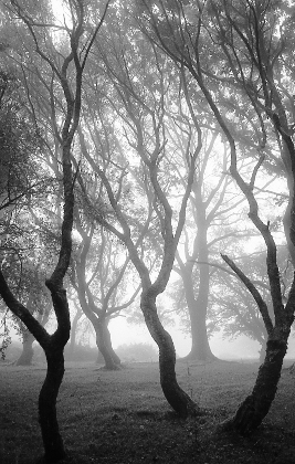 Misty Trees,Robourough Down, Dartmoor,gelatin silver print