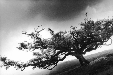 Tree,Peek Hill,Dartmoor,gelatin silver print