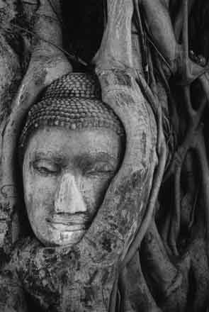 stone buddha head, wat maha that,temple, Ayutthya,silver gelatin print