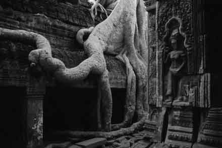 Ta Prohm,Angkor Wat,Cambodia,gelatin silver print