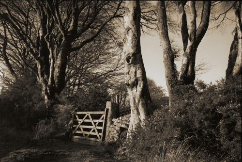 Wooden Gate,Postbridge,Dartmoor,gelatin silver print