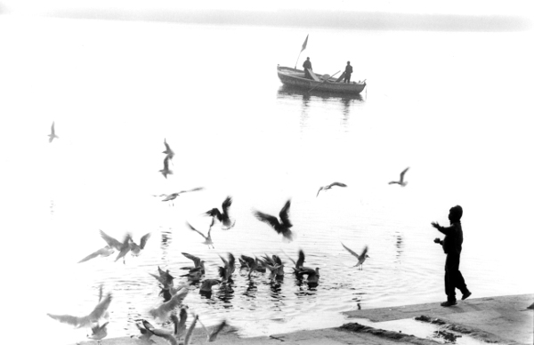 Feeding Gulls,Varanasi,North India,India,gelatin silver print