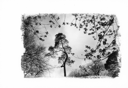Treva Croft Wood, Near St Ives, Cornwall,Trees, silver emulsion print